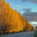 Autumn Tree-Lined Road_00496